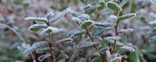В Архангельскую область в конце следующей недели могут прийти заморозки до -1 градуса