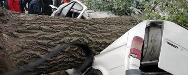 В Ростовской области упавшее дерево насмерть придавило двух человек
