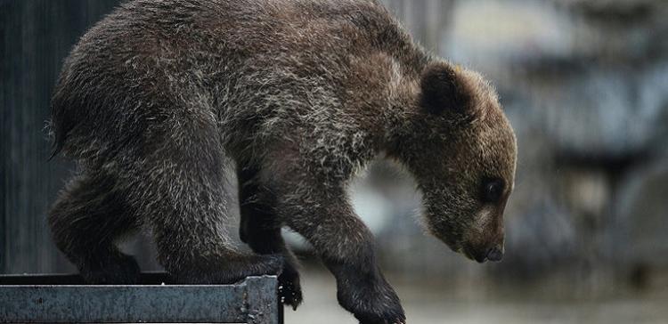 В Приморском крае на частный участок проник медвежонок