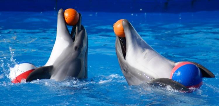 На «Новой волне» в Сочи жеребьевку проведут дельфины