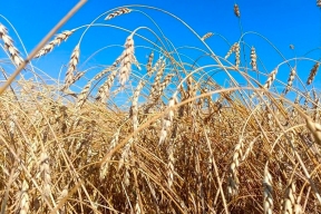 Белгородский ВНИИЗЖ назвал самые популярные сорта озимой пшеницы региона