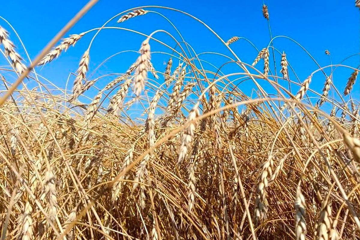 Белгородский ВНИИЗЖ назвал самые популярные сорта озимой пшеницы региона