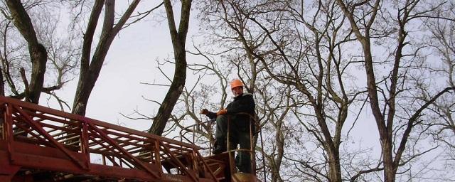 В Нижегородской области уберут 100 га аварийных деревьев