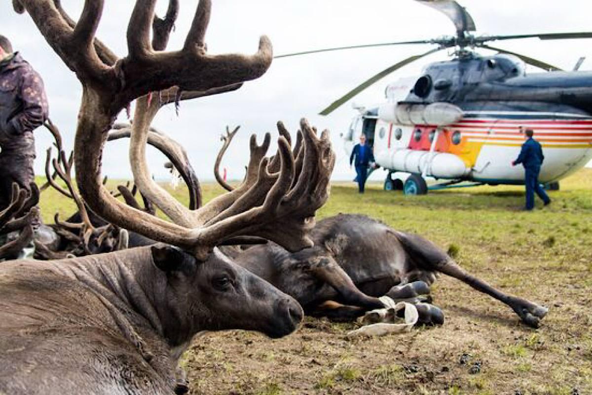 В ХМАО сборщиков предупредили об опасности возбужденных лосей