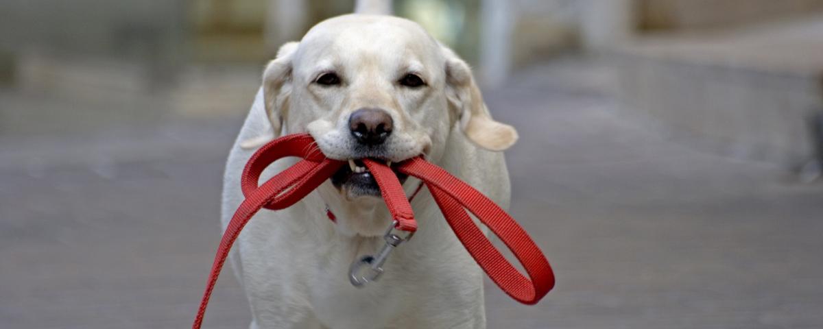 Депутат Госдумы Спиридонов предложил штрафовать хозяев собак за их самовыгул