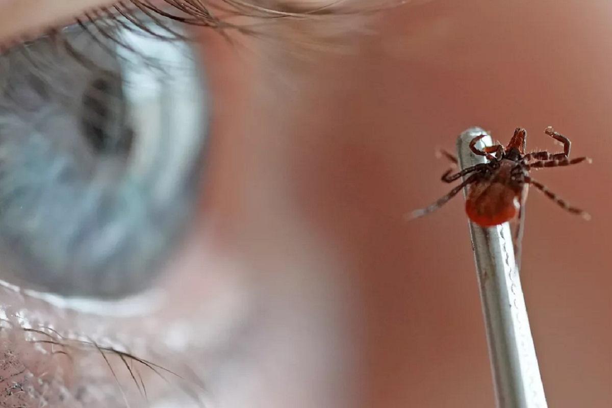 В Пермском крае зафиксированы первые случаи нападения клещей на людей