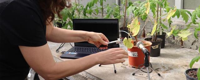 Тель-Авивский университет: растения при обезвоживании и повреждениях издают звуки чаще