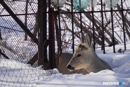 Курганская область — лидер по косулям в России: 148 тысяч особей и помощь животным зимой