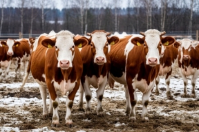 В Новосибирской области 180 семей получили 57 млн рублей за изъятый скот