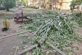 В Астрахани из-за падения дерева погиб ребенок