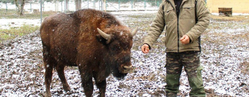 В Кавказском заповеднике Краснодарского края дали имя спасенному зубренку