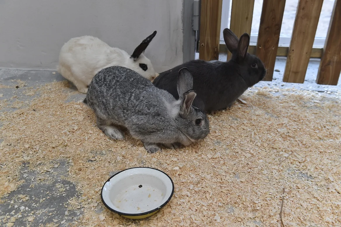 Пермский зоопарк с перейдет на летний график работы