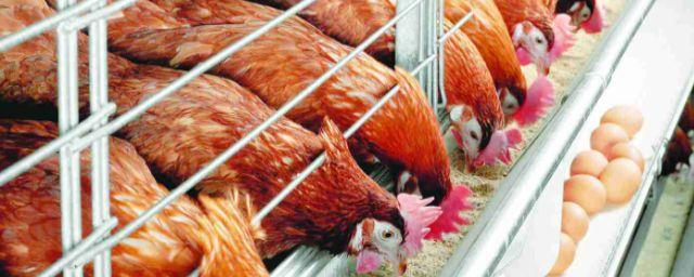 Очаги птичьего гриппа обнаружены в Бельгии и Норвегии