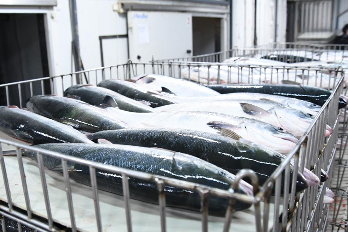 Улов на 8% выше прошлогоднего: на Чукотке добыли 235 тонн красной рыбы