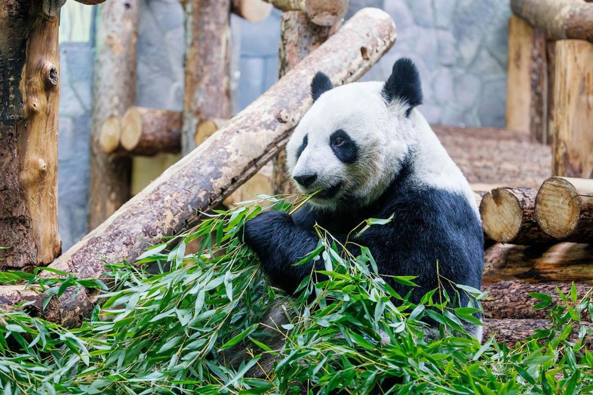 Запущенные год назад онлайн-трансляции из Московского зоопарка набирают популярность