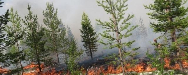 В Мурманской области введены ограничения на лесные прогулки