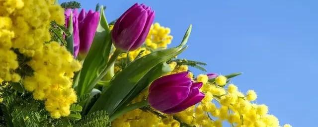 В Госдуме призвали запретить повышать цены на цветы 8 Марта