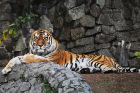 «Огороды» и транзит: как санкции повлияли на Петербургский зоопарк