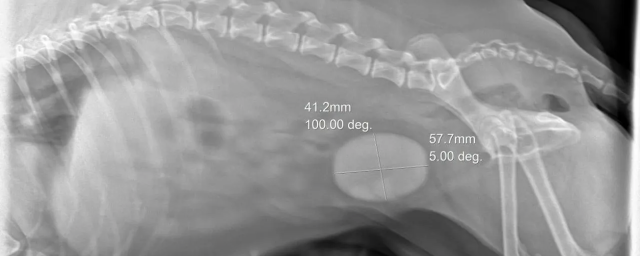 Ветеринары Раменского г.о. извлекли из мочевого пузыря собаки крупный камень