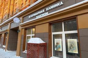 «Мы неслись за лекарством как в фильме «Такси»: история ветклиники, где спасают кошек из стиральных машин и не делают «мягкие лапки»