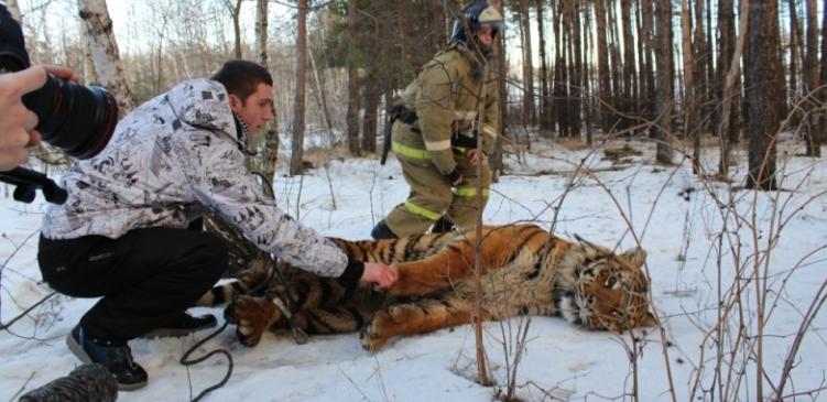 Под Воронежем на трассе «Дон» спасатели поймали тигра