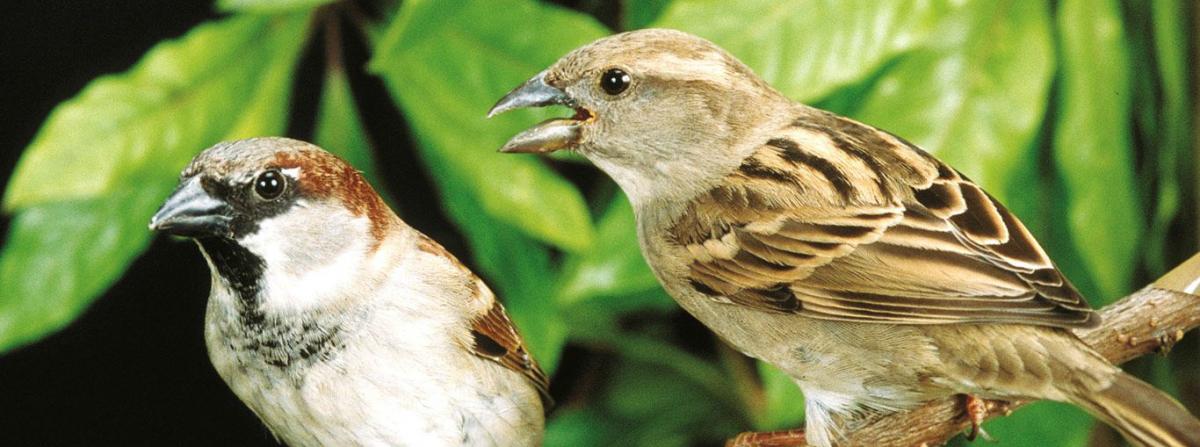 Ученые: Поющие птицы мыслят одинаково