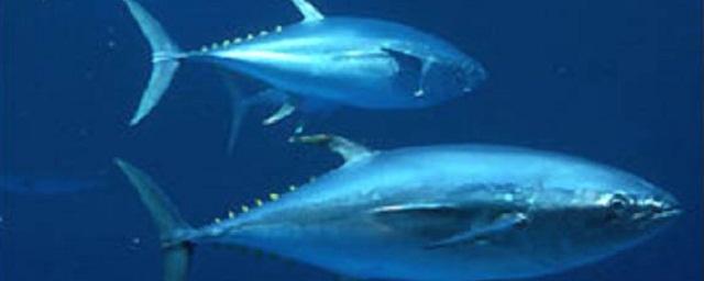 Диетолог Королева причислила тунца к самым вредным для здоровья рыбам