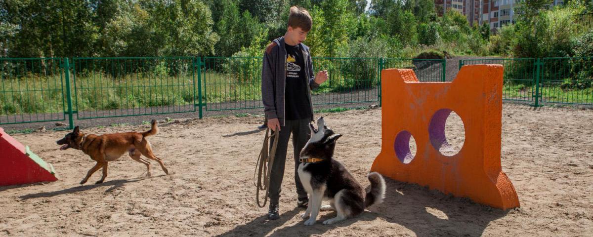 В Новосибирске создадут комплексные площадки для выгула собак
