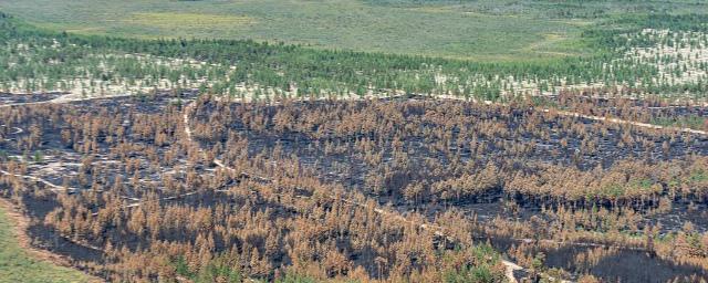 В лесах Югры за сутки площадь пожаров снизилась в три раза