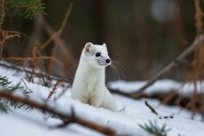 В Приамурье китаянка пыталась нелегально провезти сотни шкурок шиншилл и соболей