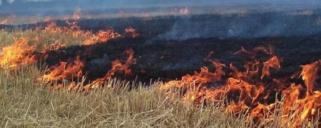 Новосибирских аграриев, ведущих пал травы, лишат государственной поддержки