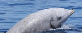 Новый вид китов был обнаружен возле Курильских островов
