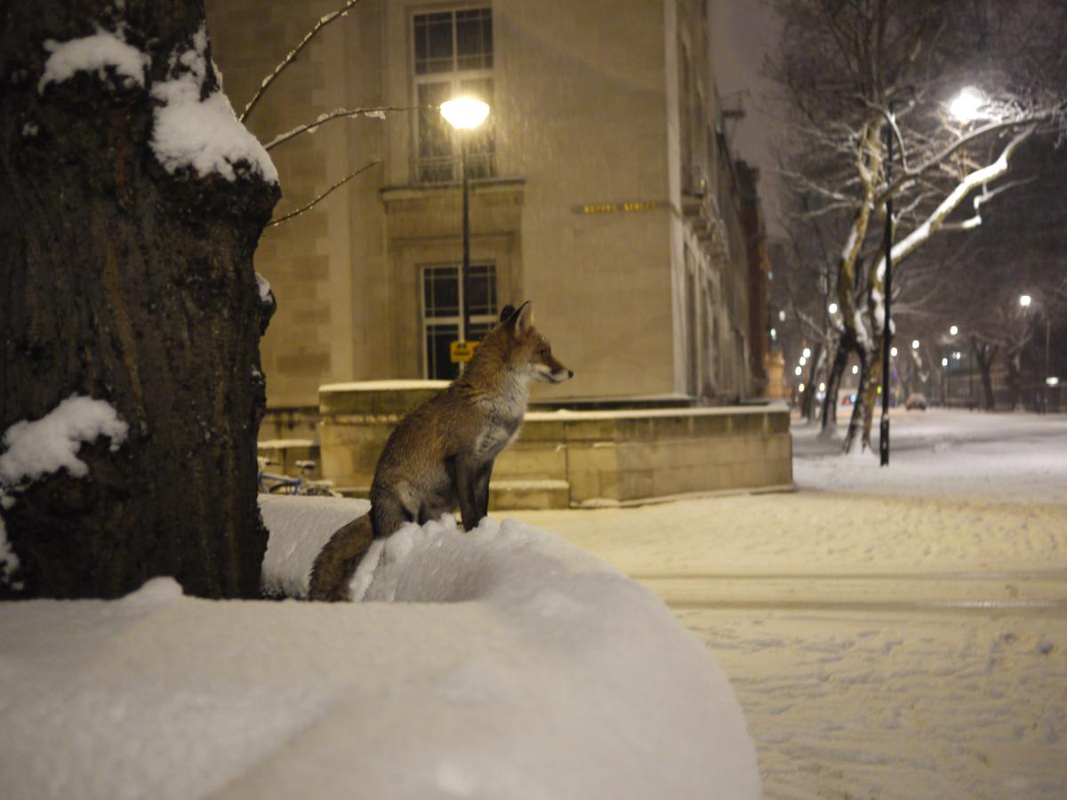 В Москве и Подмосковье наблюдается нашествие лис