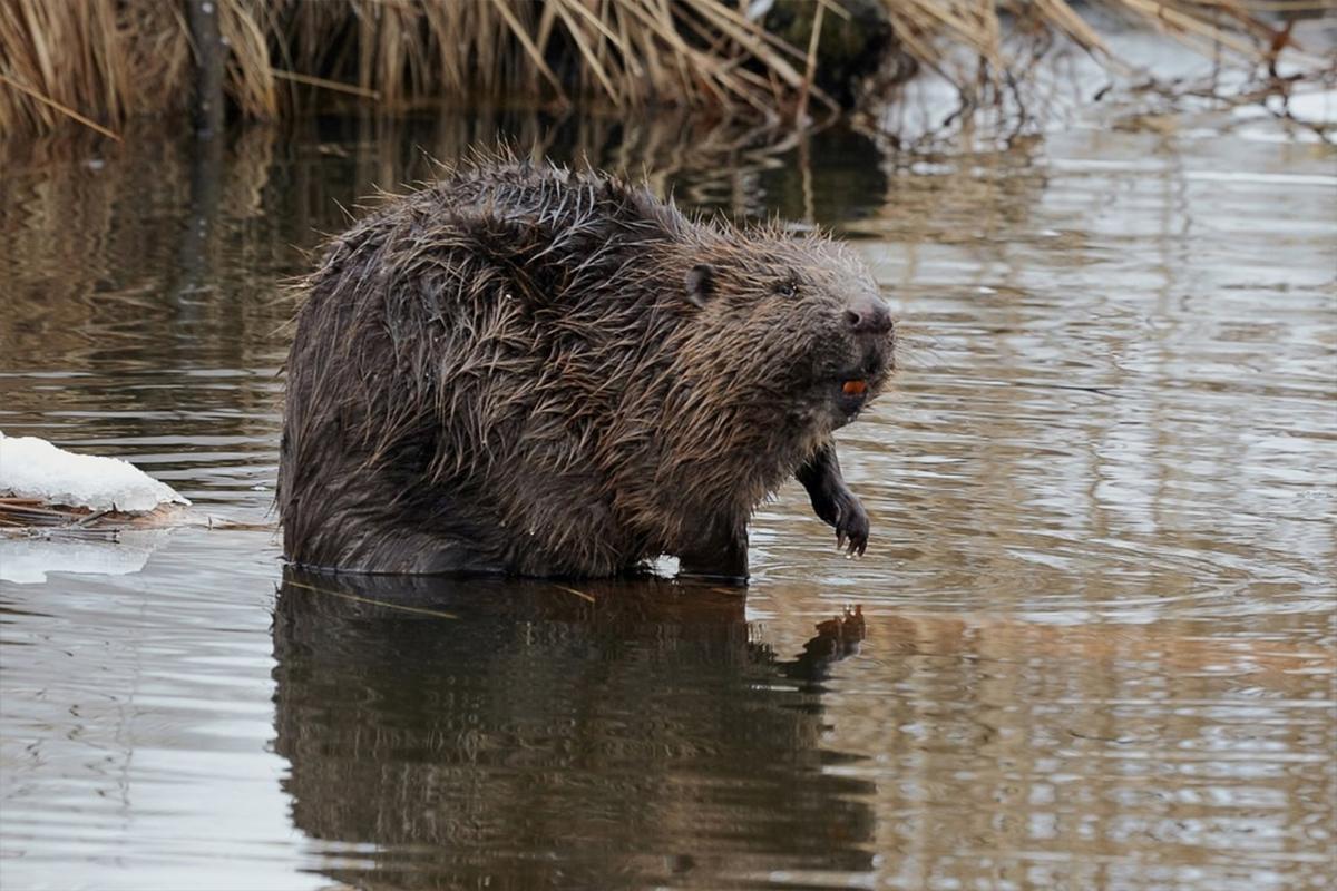 В Словакии хотят выселить бобра, облюбовавшего участок у источника воды
