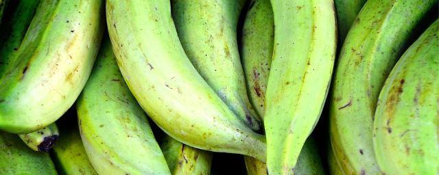 Диетолог рассказал о пользе зеленых бананов