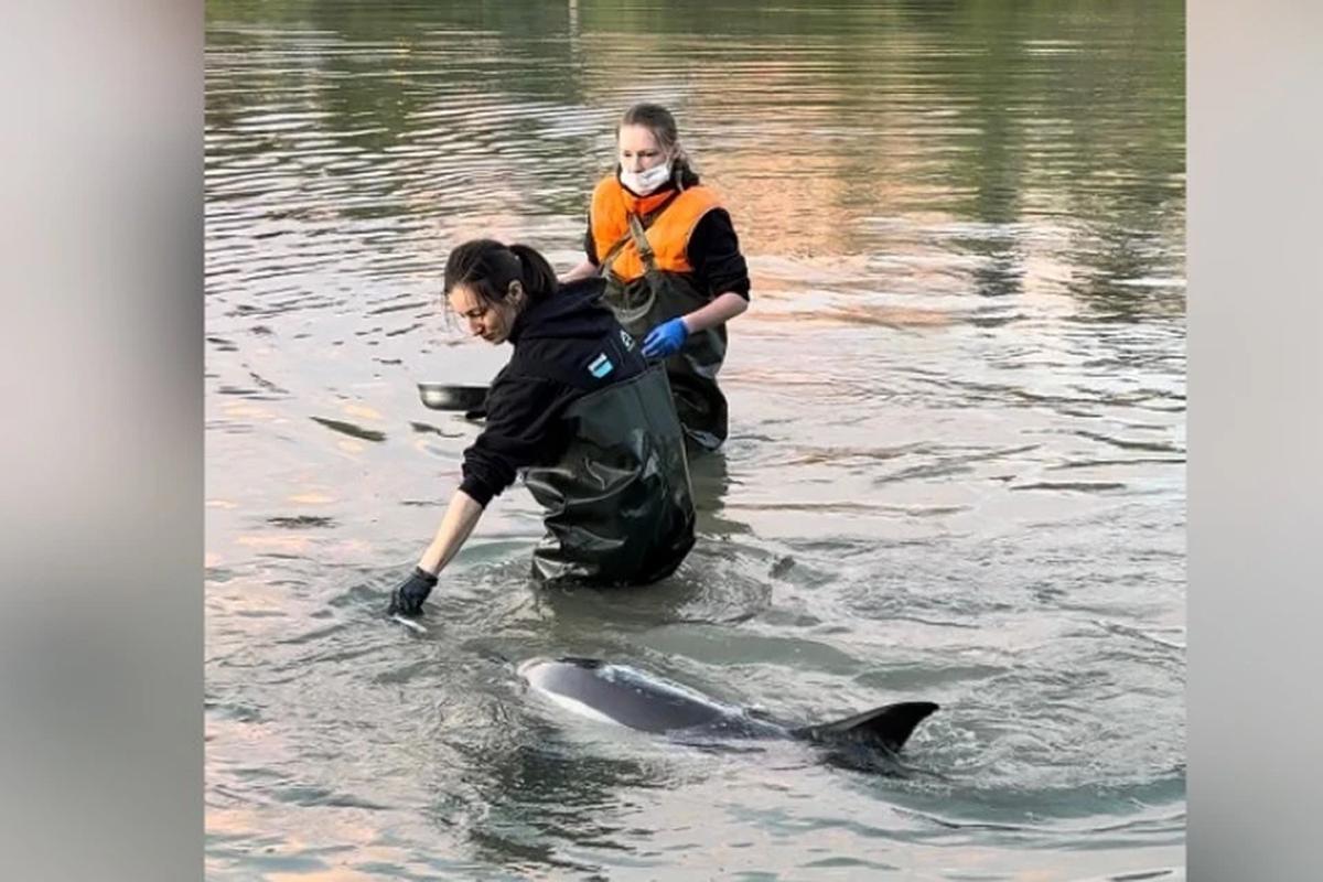 На грант в 24 млн рублей в Севастополе построят бассейн для реабилитации дельфинов