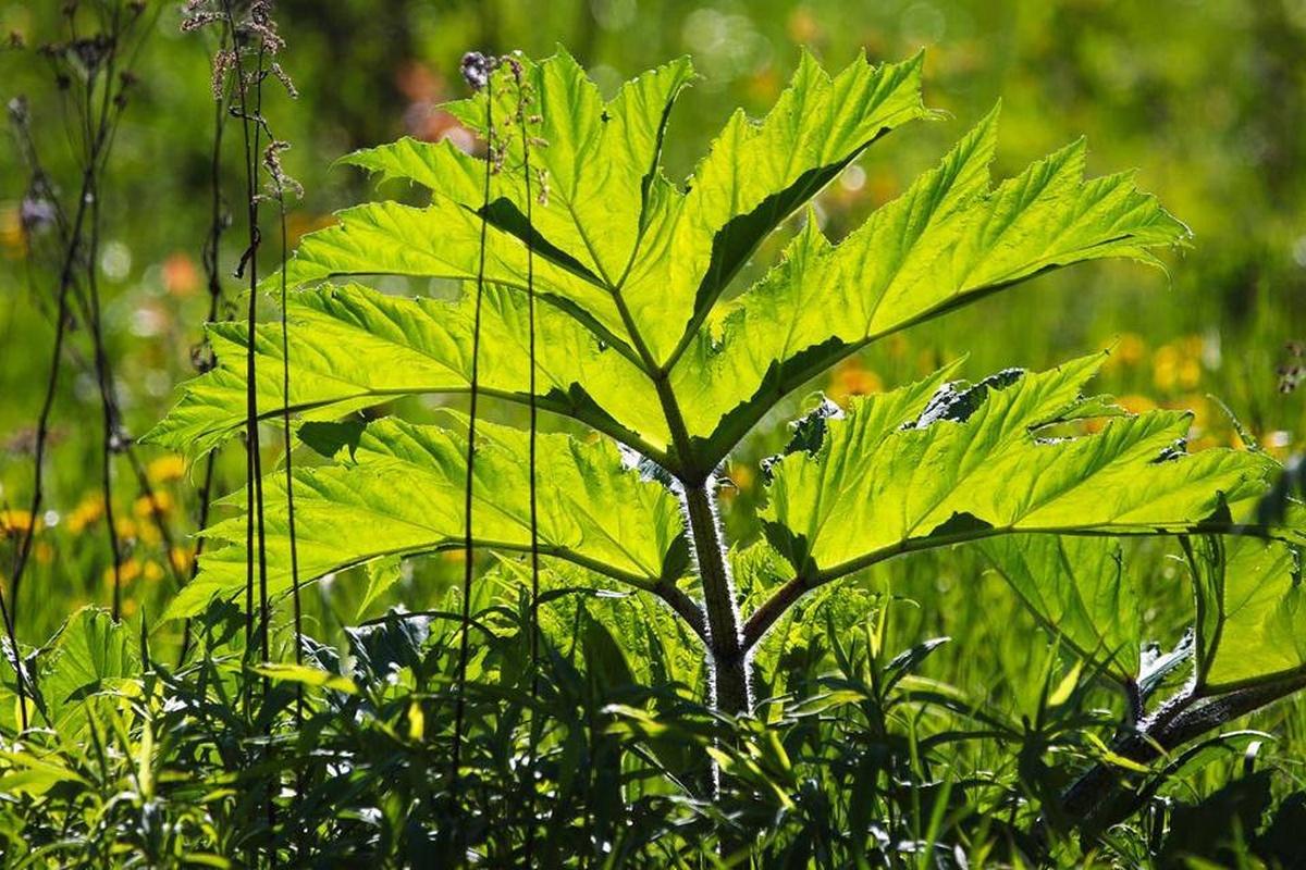 В Щёлково идёт борьба с борщевиком Сосновского