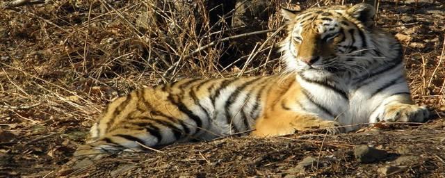 Тигры Елена и Павлик радуют экологов первыми достижениями