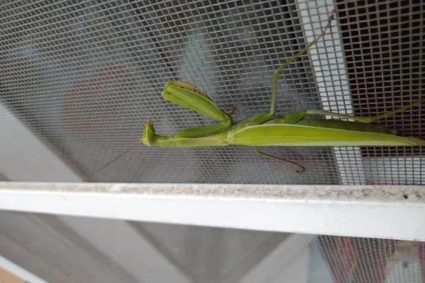 Изменение климата спровоцирует массовую миграцию южных насекомых и пауков в Подмосковье