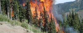 В Приморье в возникших лесных пожарах обвиняют «черных лесорубов»