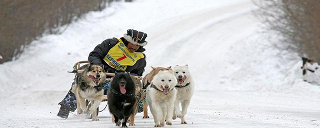 На Чукотке стартует многодневная гонка на собачьих упряжках «Надежда-2023»