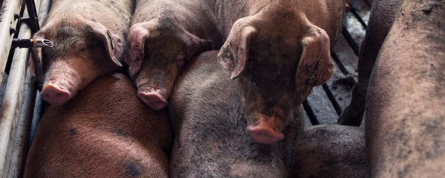 В Псковской области с начала 2023 года поголовье свиней увеличилось на 29,3%