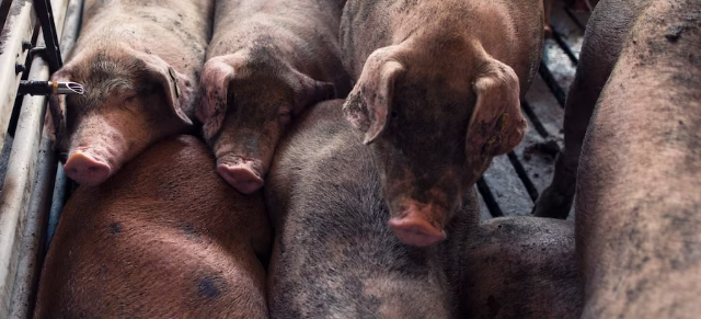 В Псковской области с начала 2023 года поголовье свиней увеличилось на 29,3%