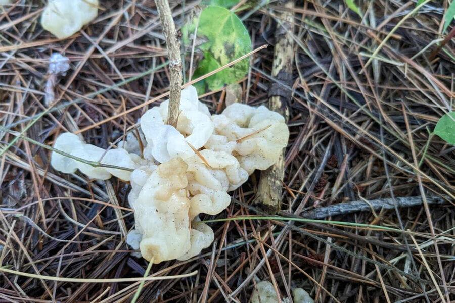 В Сибири обнаружен уникальный желеобразный гриб гельвеллосебацин