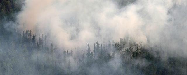 В Северском районе Кубани введен режим ЧС из-за лесных пожаров