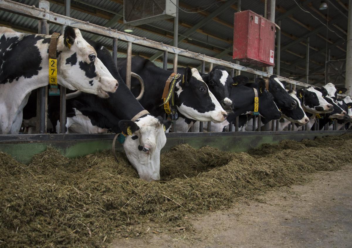В Костромской области наращивают количество крупного рогатого скота