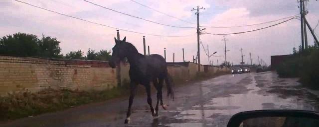 В Ивановской области лошади сбили пенсионерку