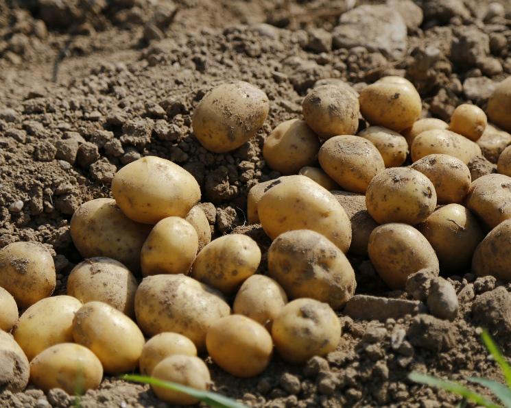 В КГАУ создали дешевое удобрение для повышенной урожайности картофеля