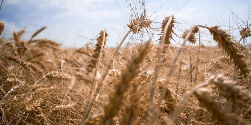 Майские объемы поставок украинской пшеницы в Турцию сократились в шесть раз