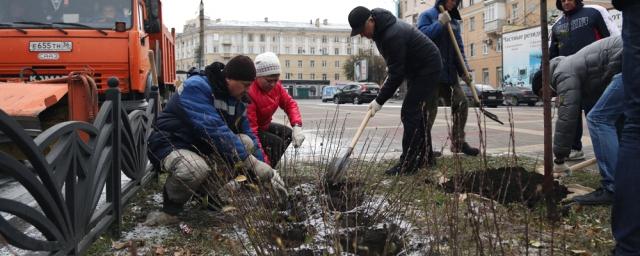 На субботнике в Воронеже высадили более 2000 кустарников